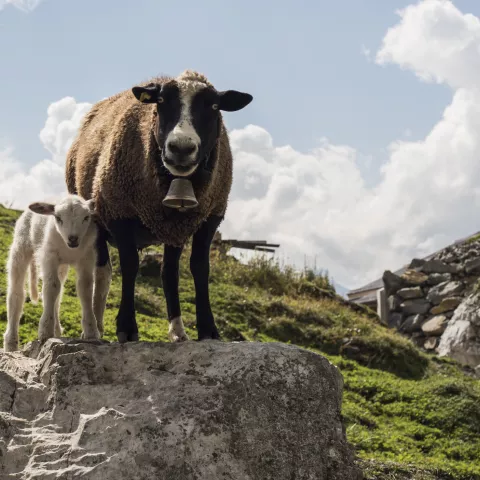 Sheep