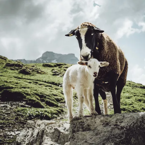 Sheep