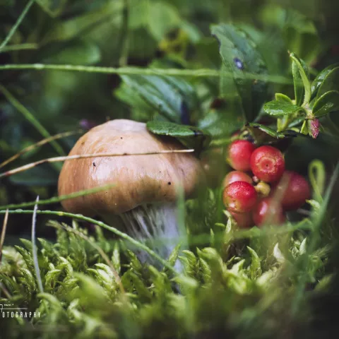 Shroom