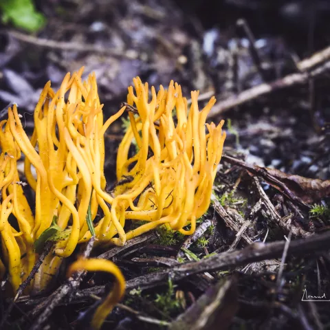 Shroom